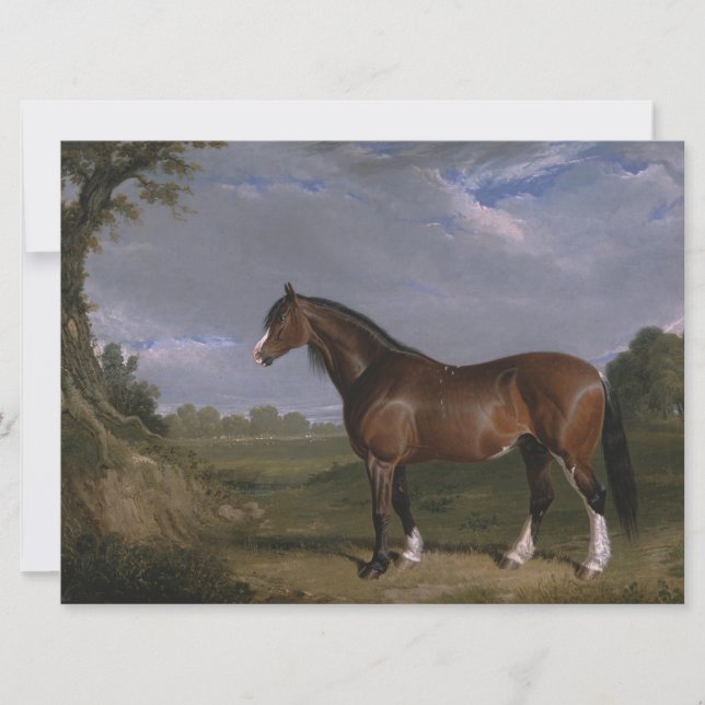 Clydesdale Stallion (Thoroughbred Horse) (Animal) Card (Front)