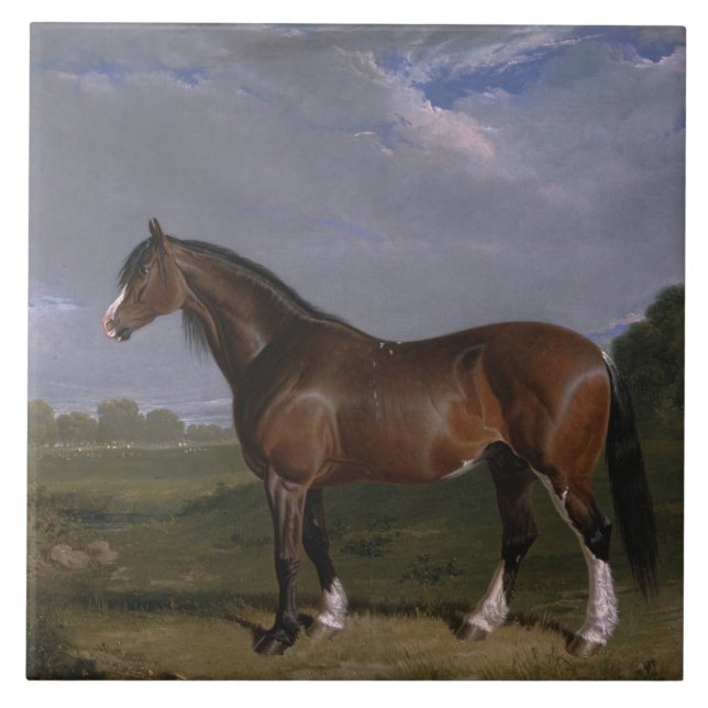Clydesdale Stallion (Thoroughbred Horse) (Animal) Ceramic Tile (Front)
