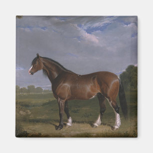 Clydesdale Stallion (Thoroughbred Horse) (Animal) Magnet