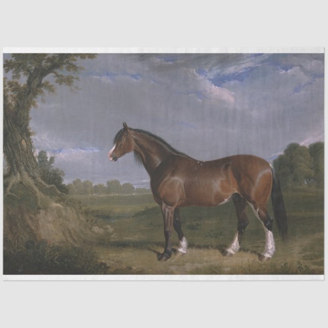Clydesdale Stallion (Thoroughbred Horse) (Animal) Tissue Paper (Front)