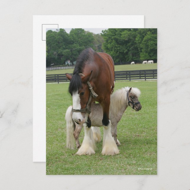 Clydesdale Standing over Miniature Pony Postcard (Front/Back)
