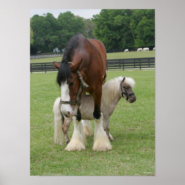 Clydesdale Standing over Miniature Pony Poster (Front)