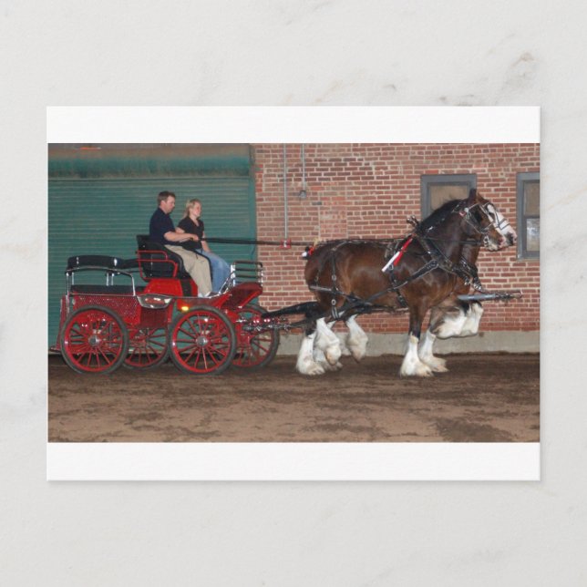 Clydesdales cart postcard (Front)
