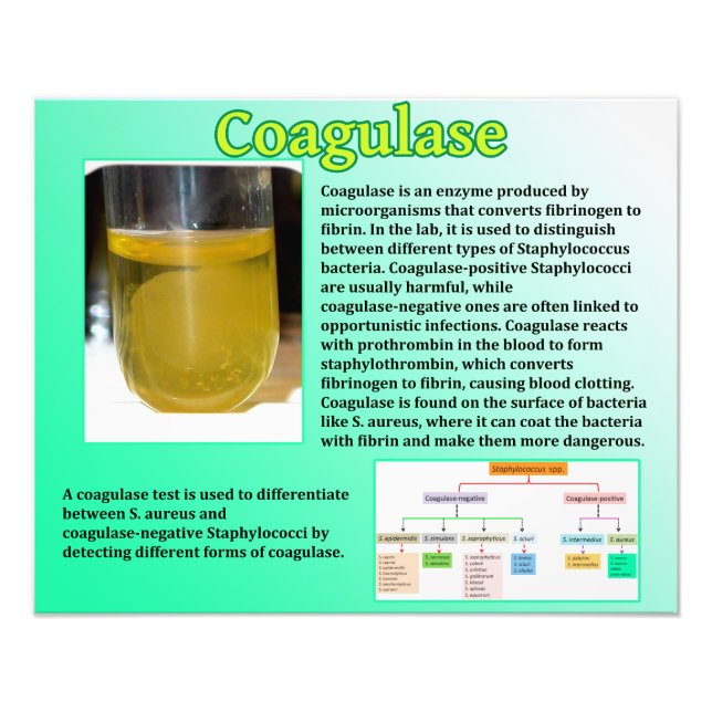 Coagulase Photo Print (Front)