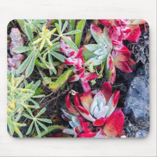 Coast Dudleya At Point Reyes National Seashore Mouse Pad