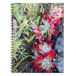 Coast Dudleya At Point Reyes National Seashore Notebook