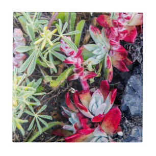 Coast Dudleya At Point Reyes National Seashore Tile