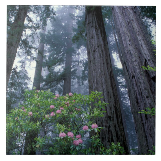 Coast Redwoods and Rhododendrons Ceramic Tile (Front)