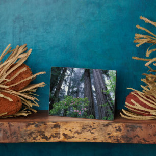 Coast Redwoods and Rhododendrons Plaque