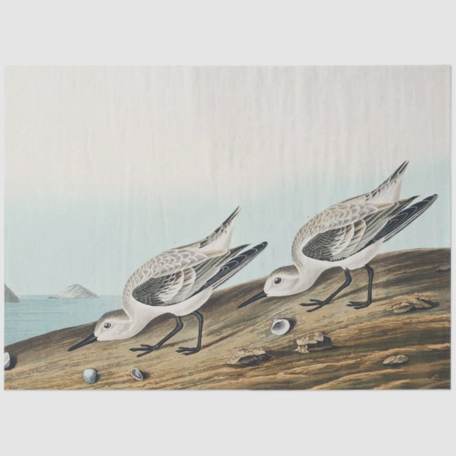 coastal audobon sanderling gulls tissue paper (Front)
