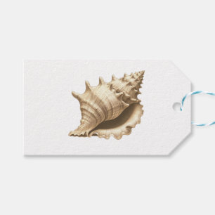 Coastal/beach/nautical seashell  gift tags