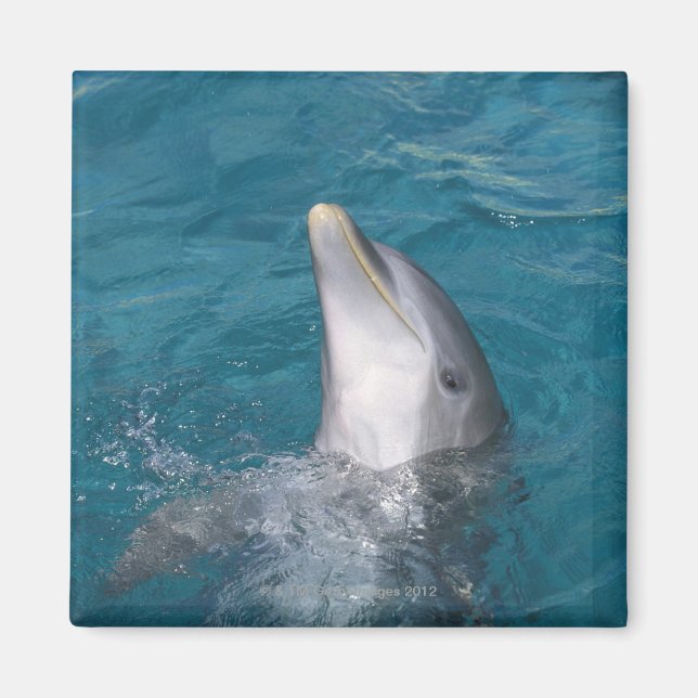Coastal Bottlenose Dolphin Magnet (Front)
