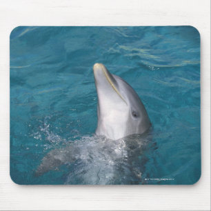 Coastal Bottlenose Dolphin Mouse Pad