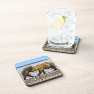 Coastal brown bears coaster