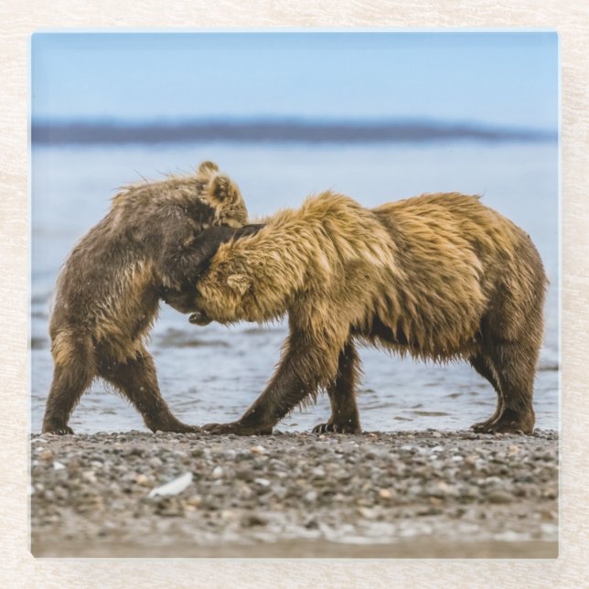 Coastal brown bears glass coaster (Front)