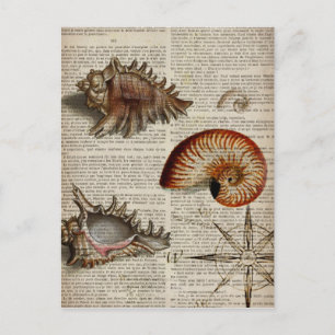 coastal conch vintage seashell botanical print postcard