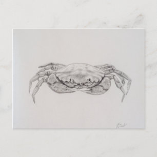 Coastal Crab Drawing Postcard
