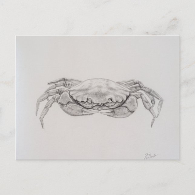 Coastal Crab Drawing Postcard (Front)