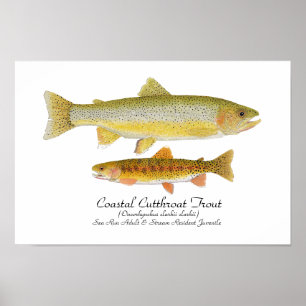 Coastal Cutthroat Trout Art Poster