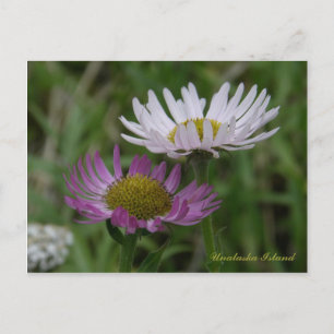 Coastal Fleabane, Unalaska Island Postcard