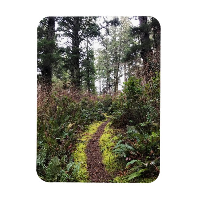 Coastal Forest Loop Trail, Cape Disappointment, WA Magnet (Vertical)
