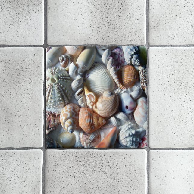 Coastal Home Decor Beautiful Seashells Ceramic Tile (Creator Uploaded)