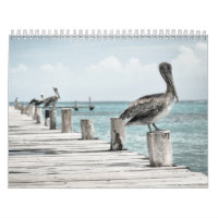 Coastal Ocean Pelican