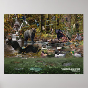 Coastal Rainforest Poster