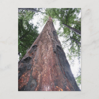 Coastal Redwood - Big Sur, California Postcard