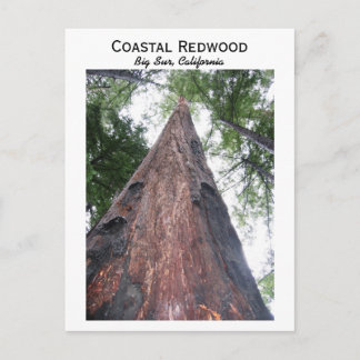 Coastal Redwood - Big Sur, California Postcard