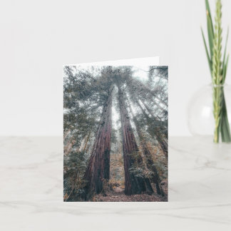 Coastal redwoods note card