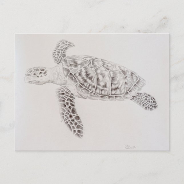 Coastal Sea Turtle Drawing Postcard (Front)
