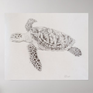 Coastal Sea Turtle Drawing Poster
