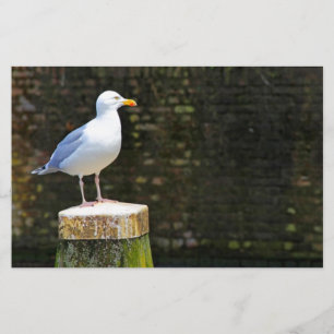 Coastal Seagull Bird and Ocean Wildlife Photo Stationery