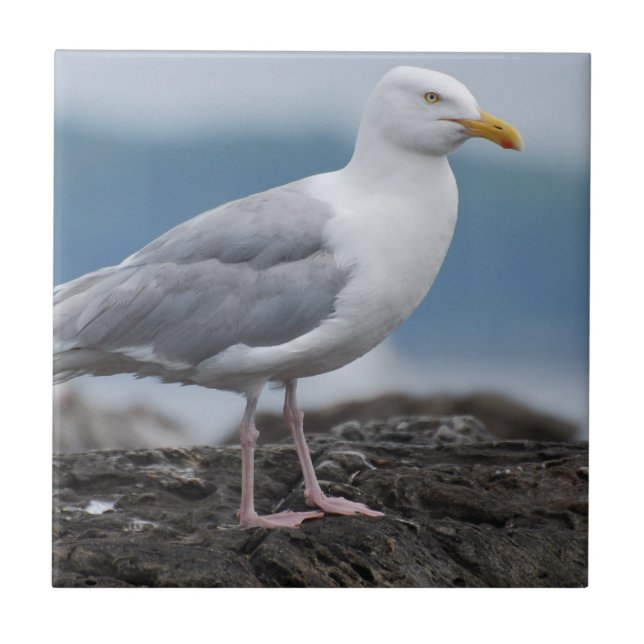 Coastal Seagull Ceramic Tile (Front)