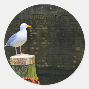 Coastal Seagull Photography Classic Round Sticker