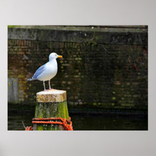 Coastal Seagull Photography Poster