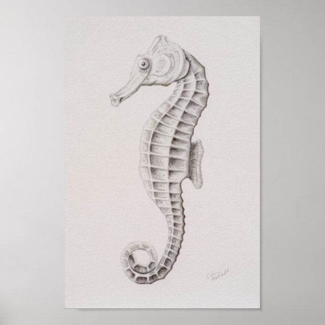 Coastal Seahorse Drawing Poster (Front)