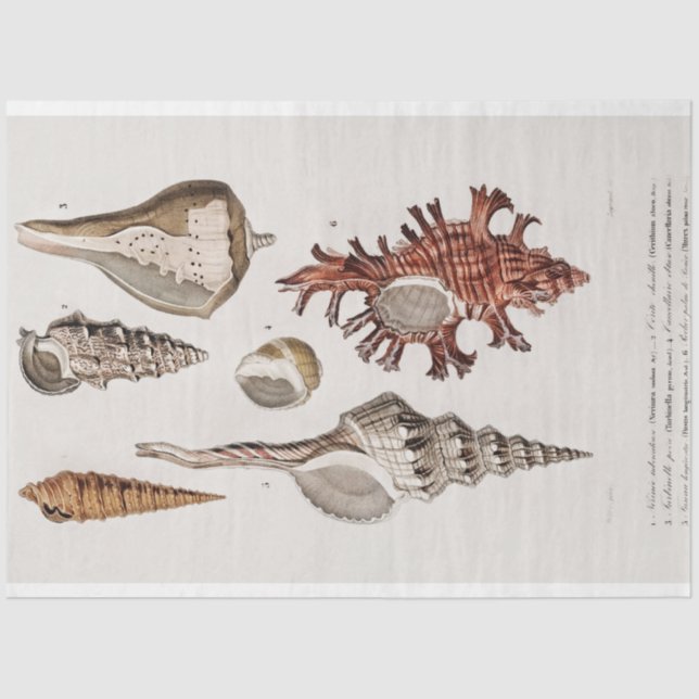 coastal seashell watercolor tissue paper (Front)