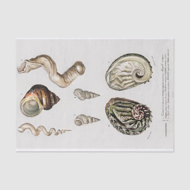 coastal seashell watercolors tissue paper (Front)