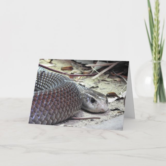 Coastal Taipan Card (Front)