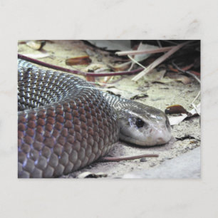 Coastal Taipan Postcard