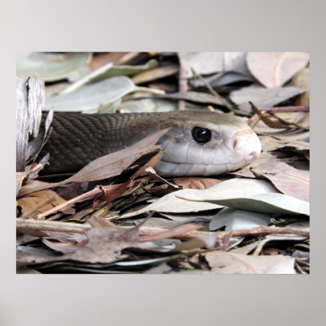 Coastal Taipan Poster (Front)