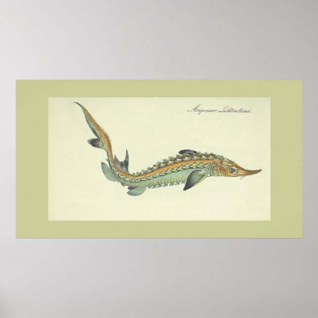 Coastal - vintage fish print (Front)