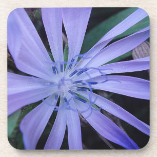 Coaster blue wildflower