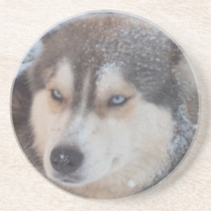 Coaster Husky