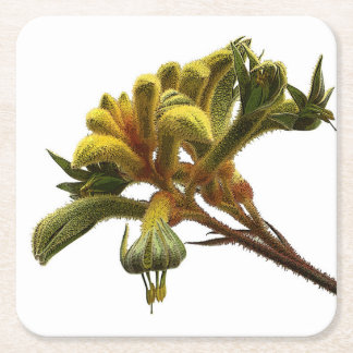 Coaster - Kangaroo Paw