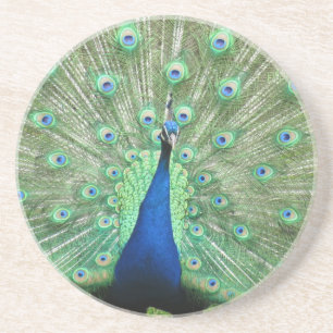 Coaster - Peacock