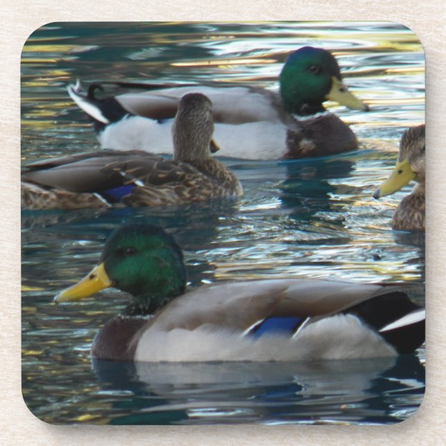Coaster Set - Duck, Duck, Duck, Duck (Front)