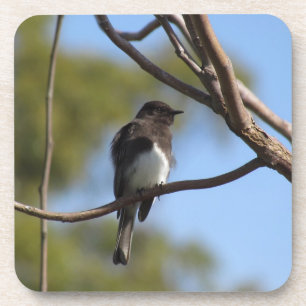Coaster Set - Flycatcher